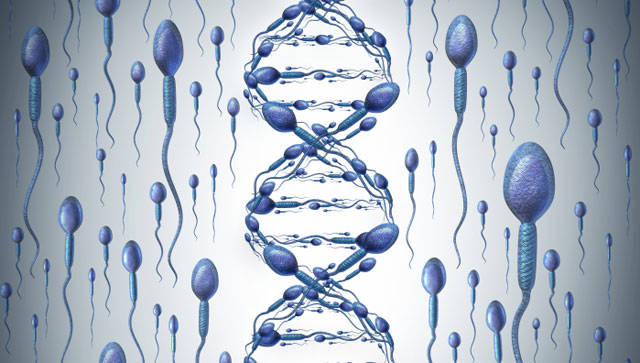 Sperm DNA